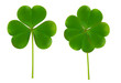 clover four leaf for saint patrick day vector illustration isolated on white background. realistic vector