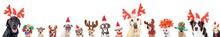 Group Of Various Dog Breeds With Different Christmas Hats Or Costumes On An Isolated White Background