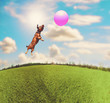 © annette shaff - cute terrier dachshund mix at a local park on a hot sunny day chasing a pink ball toned with a retro vintage instagram filter