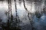 Fototapeta Kwiaty - Branch tree reflection in water.