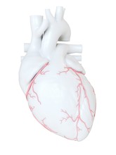 Illustration Of Human Heart Coronary Artery On White Background