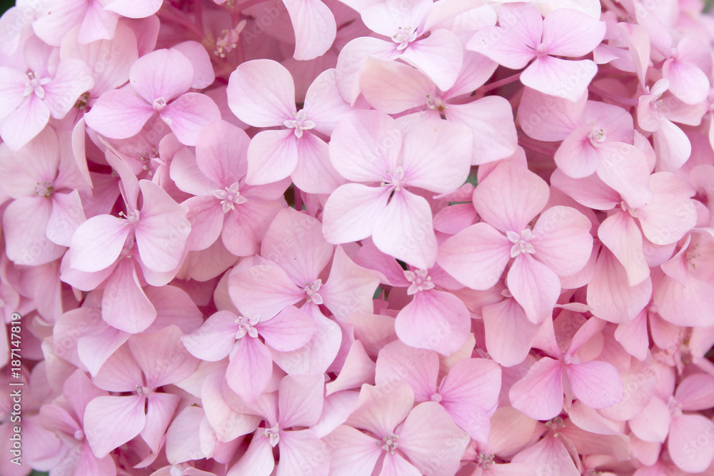 pink flower texture of hydrangea - obrazy, fototapety, plakaty 