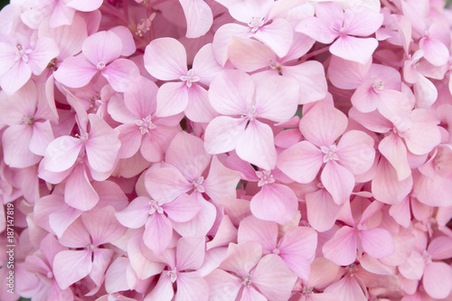 Fotografía pink flower texture of hydrangea