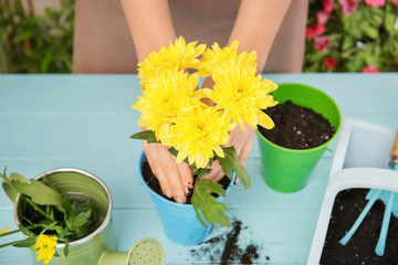 Wall Mural - Woman planting flower in pot on wooden table