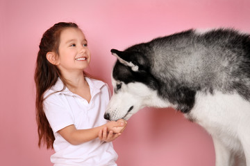 Sticker - Cute little girl feeding Husky dog, on color background