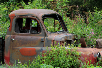 Old Pick up truck sits among the trees and weeds