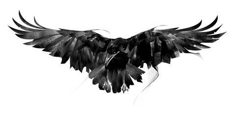 Wall Mural - drawn flying crow on white background front