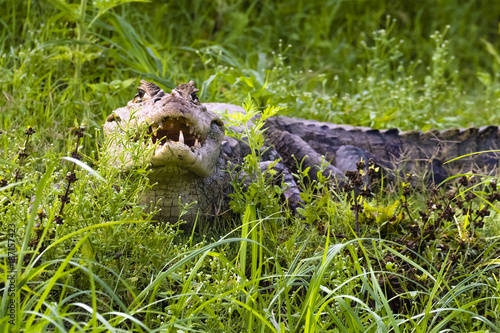 Plakat Krokodyl kaiman, Caiman crocodilus