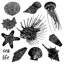 Hand Drawn Sketch Set Of Sea Creatures - Coral, Seashells, Jellyfish, Lionfish And Starfish. Vector Illustration Isolated On White Background.