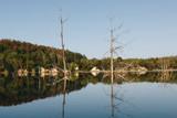 Fototapeta Natura - Forest lake landscape