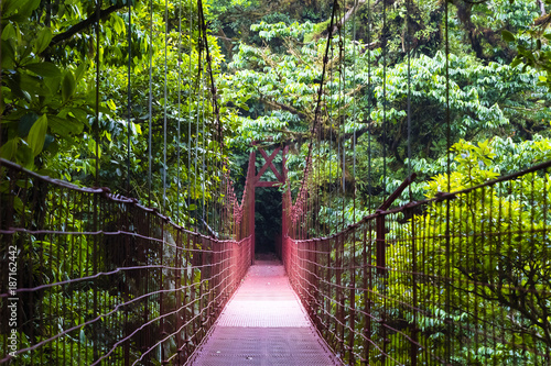 Plakat most w dżungli   glebia-tropikalna-z-mostem-w-dzungli-i-charakterystycznymi-drzewami
