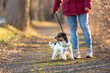 Walk with a cute little dog - Jack Russell Terrier Doggy - Dog handler walks in the forest on a path