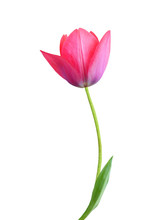 Tulip Flower Isolated On White Background