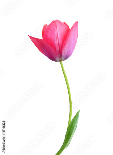 Tulip flower isolated on white background Canvas Print