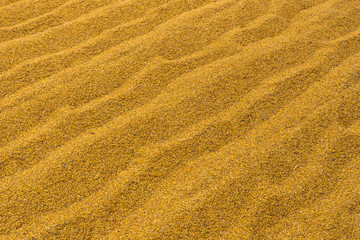  pile of paddy grains
