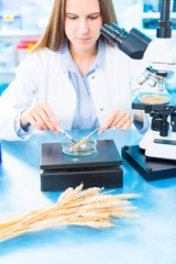 Canvas Print - Selective and genetic work with seeds and grains in a scientific laboratory. Food quality control