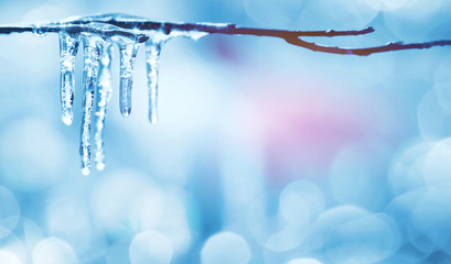 Wall Mural - Spring bright background with icicles on  branch of  tree