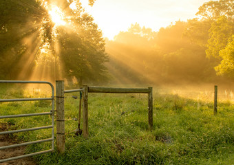 morning sun rays shining through the trees