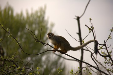 Squirrel monkey on the tree