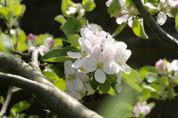 Canvas Print - Apfelblüten