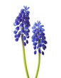 Two  flowers of  Muscari  isolated on white background. Grape Hyacinth