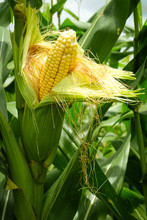 A Corn In Field Before Harvest.