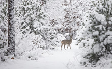 Young Deer In Winter Forest