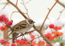 Tree Sparrow Sitting In A Snow Covered Apple Tree