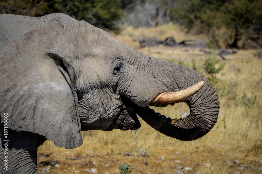 Afrikanischer Elefant / Etosha Nationalpark, Namibia