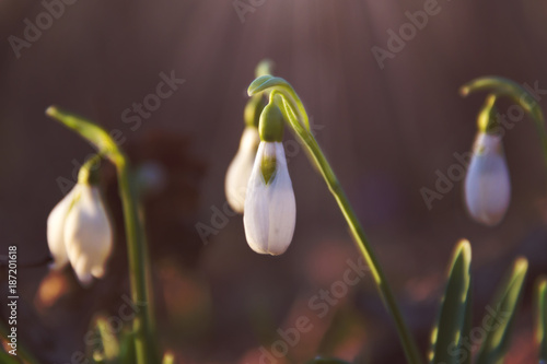 spring background of the first snowdrops