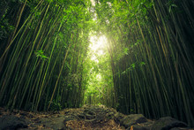 Düsterer Bambuswald, Haleakala Nationalpark, Maui