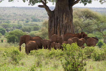 Elephants Under the Baobab Tree #2