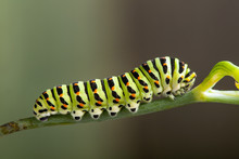 Green Caterpillar Machaon On Dill