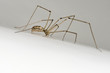 Macro Spider
