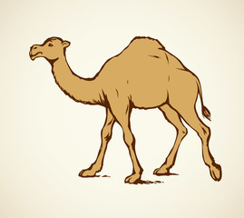 Poster - Camel. Vector sketch