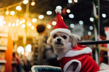 Sweet Dog With Santa Claus Dress And Light Bokeh