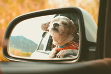 Cutely White Short Hair Shih Tzu Dog In Car Mirror Looking Out Of Window During Travel Trip, Added Colour Filter And Vintage Style