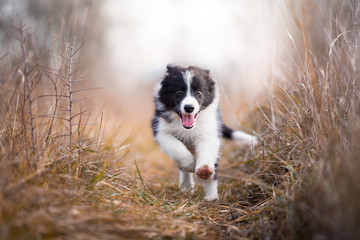 Wall Mural - Running border collie puppy in winter time