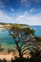 Canvas Print - Single Tree Against The Sea At Costa Brava In Spain