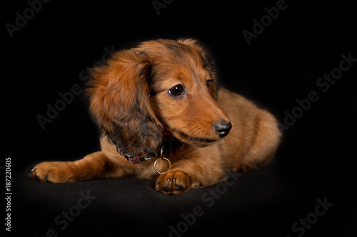 Young Longhaired Dachshund Dog Puppy Buy This Stock Photo And
