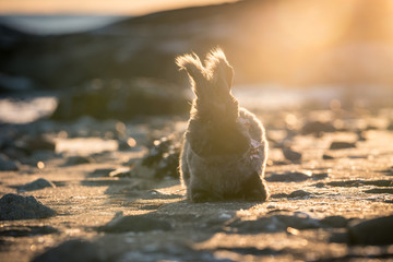 Wall Mural - Fluffy Angora Bunny