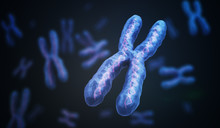 X Chromosomes With DNA Molecules. Genetics Concept. 3D Rendered Illustration.