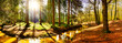 Leinwandbild Motiv Beautiful autumn forest with stream and bright sun shining through the trees