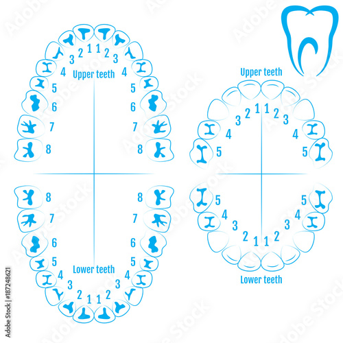 Orthodontic Tooth Numbering Chart