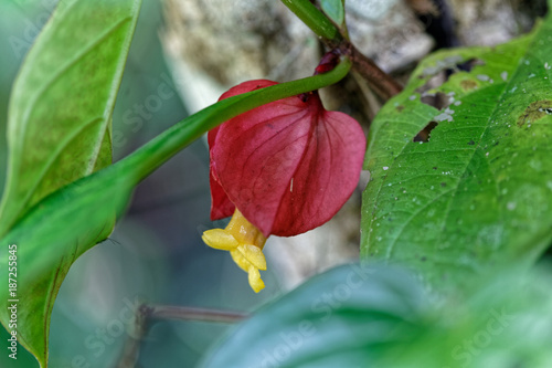 Fleur Jaune Pendante De Sa Bractée Rouge De La Plante
