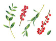 Eucalyptus and ilex branches. Red winterberry. Watercolor illustration isolated on white.