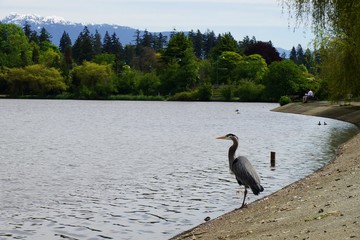 grey heron standing at the shore of lost lagoon, stanley park, vancouver, canada