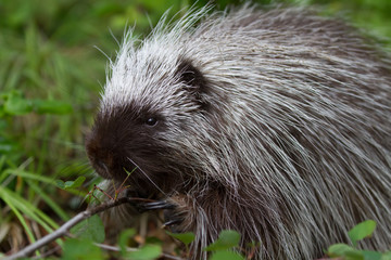 juvenile porcupine foraging