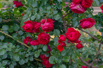 Wall Mural - Colorful rose flowers