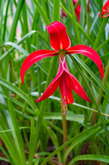 Poster - Jacobean lily, amarilis flower